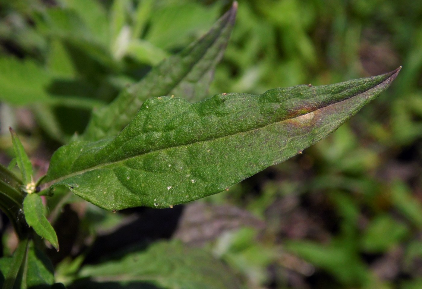 Image of Erysimum aureum specimen.