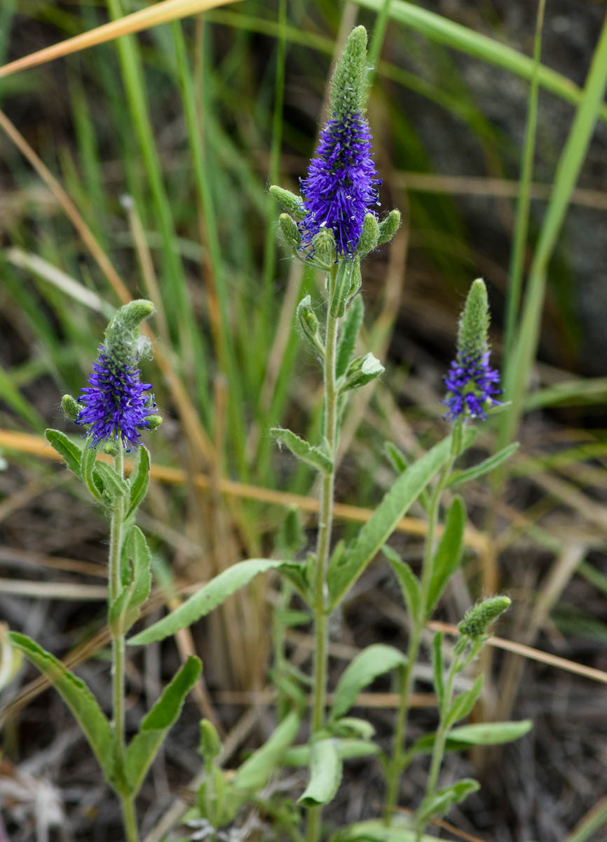 Image of Veronica porphyriana specimen.
