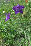 Delphinium paniculatum