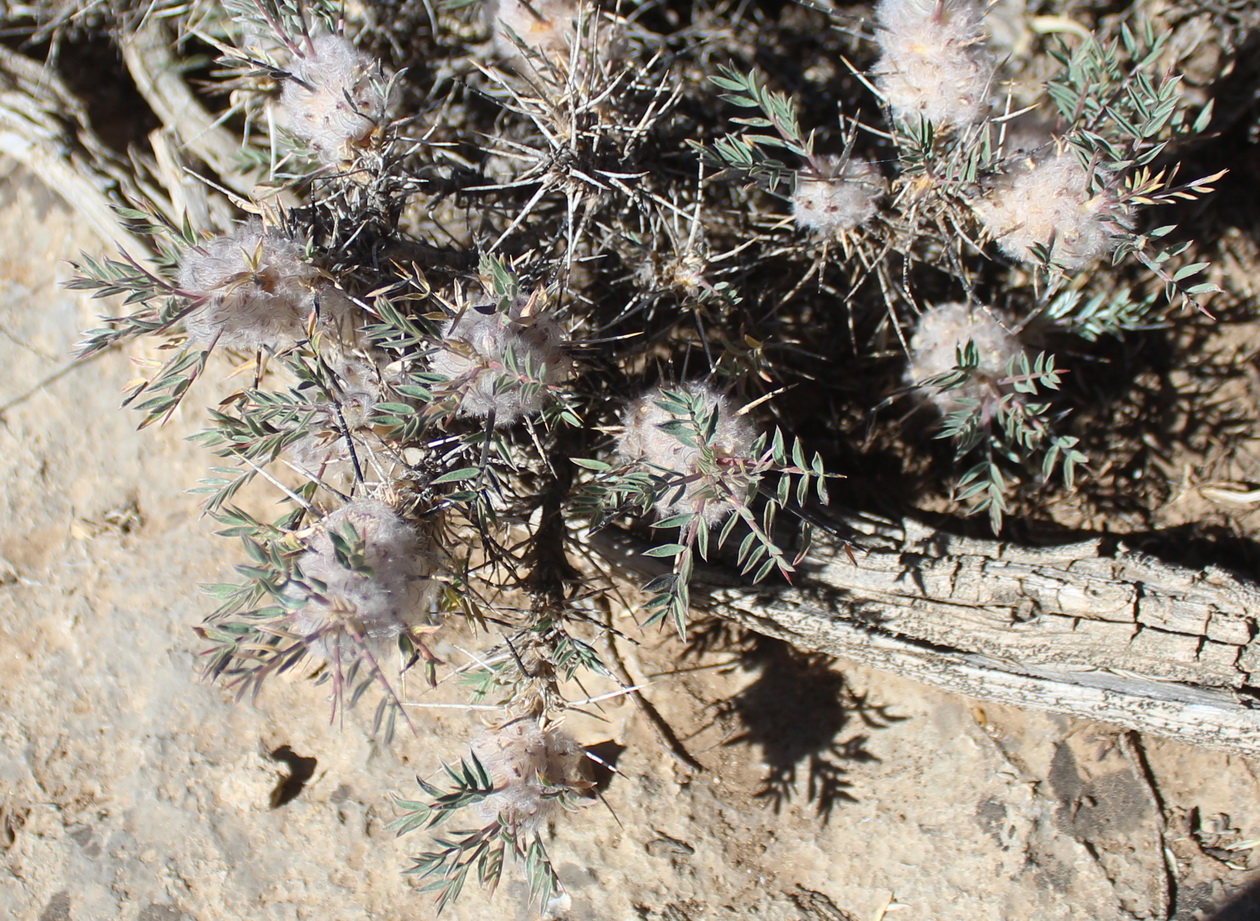 Изображение особи Astragalus cerasocrenus.
