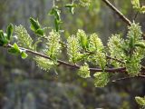 Salix bebbiana. Часть побега с женскими соцветиями. Магаданская обл., г. Магадан, окр. мкр-на Пионерный, склон каменистой сопки. 09.06.2018.