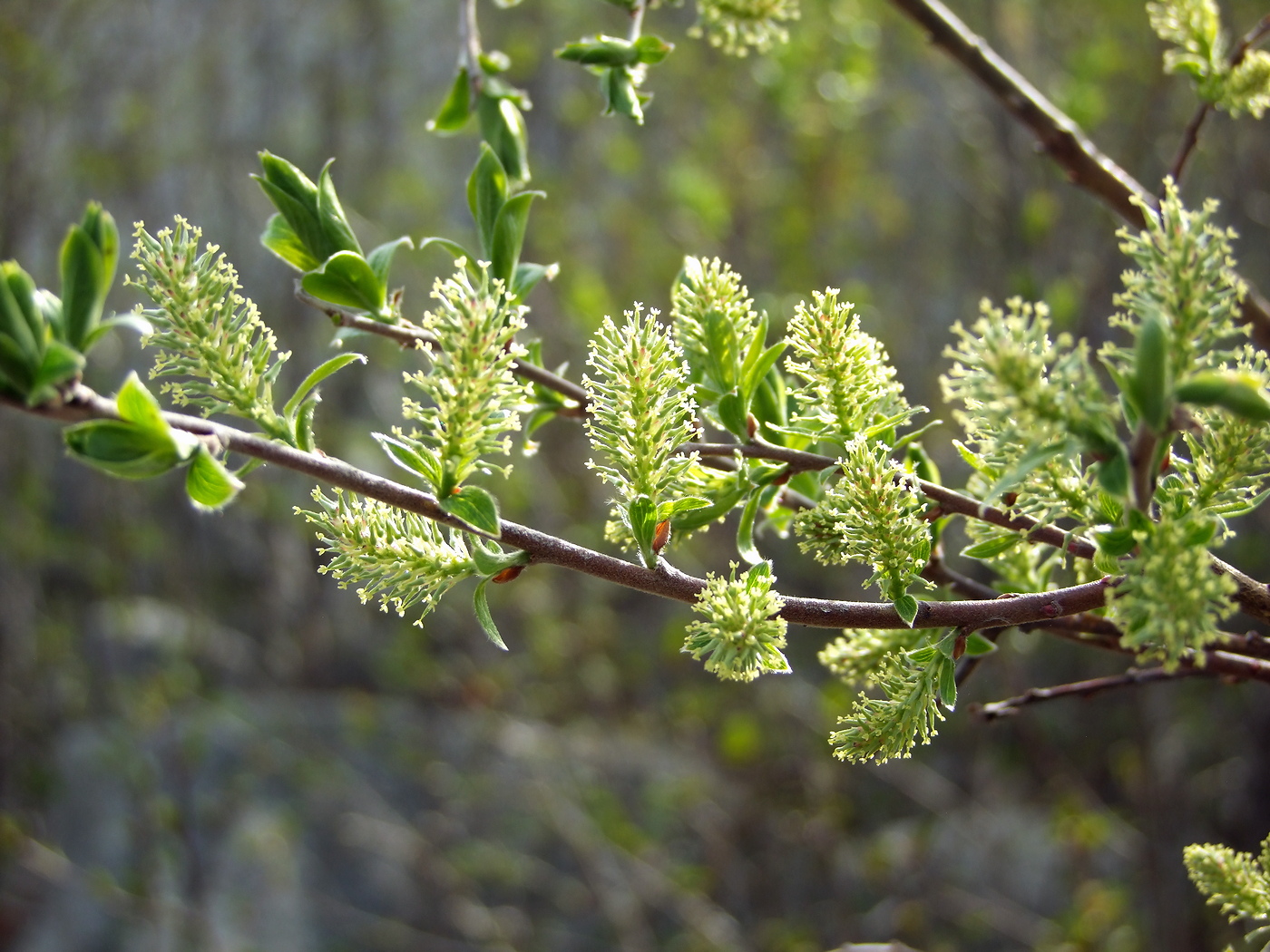 Image of Salix bebbiana specimen.