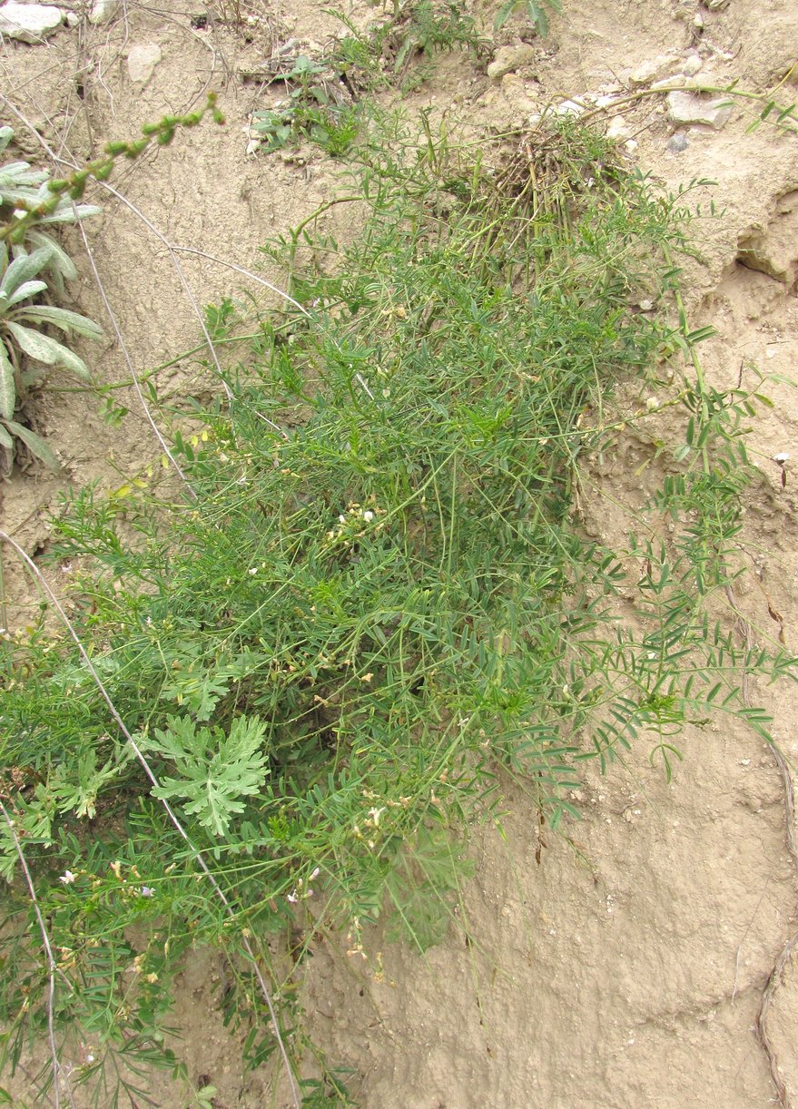 Image of Astragalus austriacus specimen.