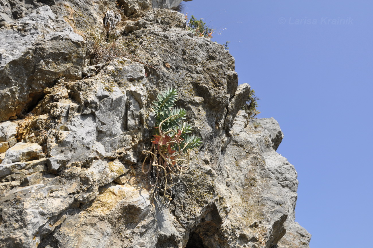 Image of Euphorbia rigida specimen.