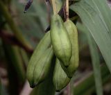 Iris pseudacorus