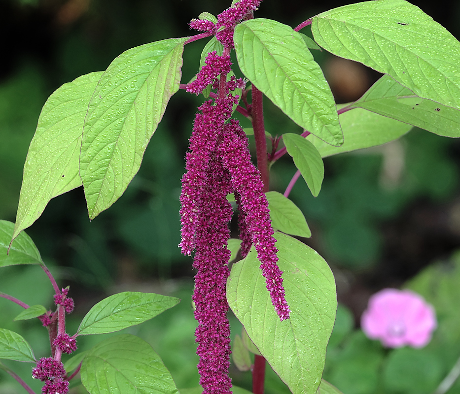 Image of Amaranthus caudatus specimen.