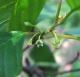 Frangula alnus