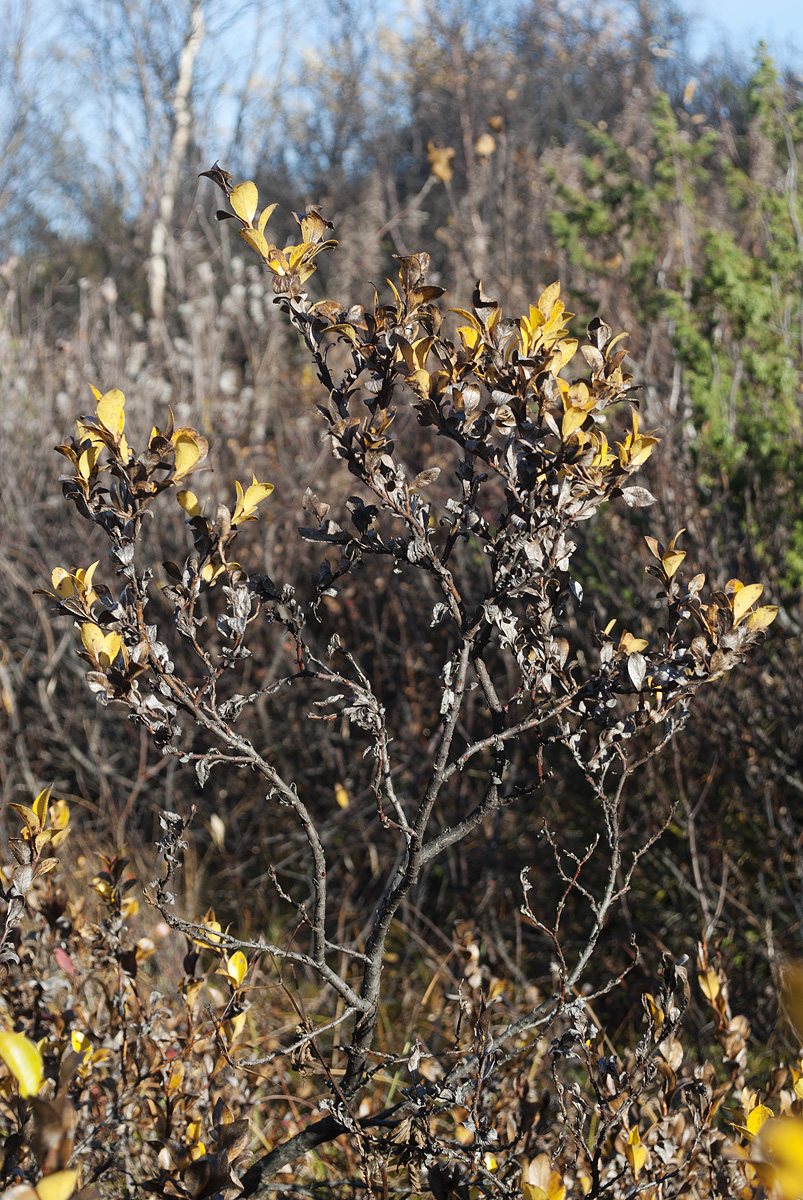 Изображение особи Salix myrsinites.