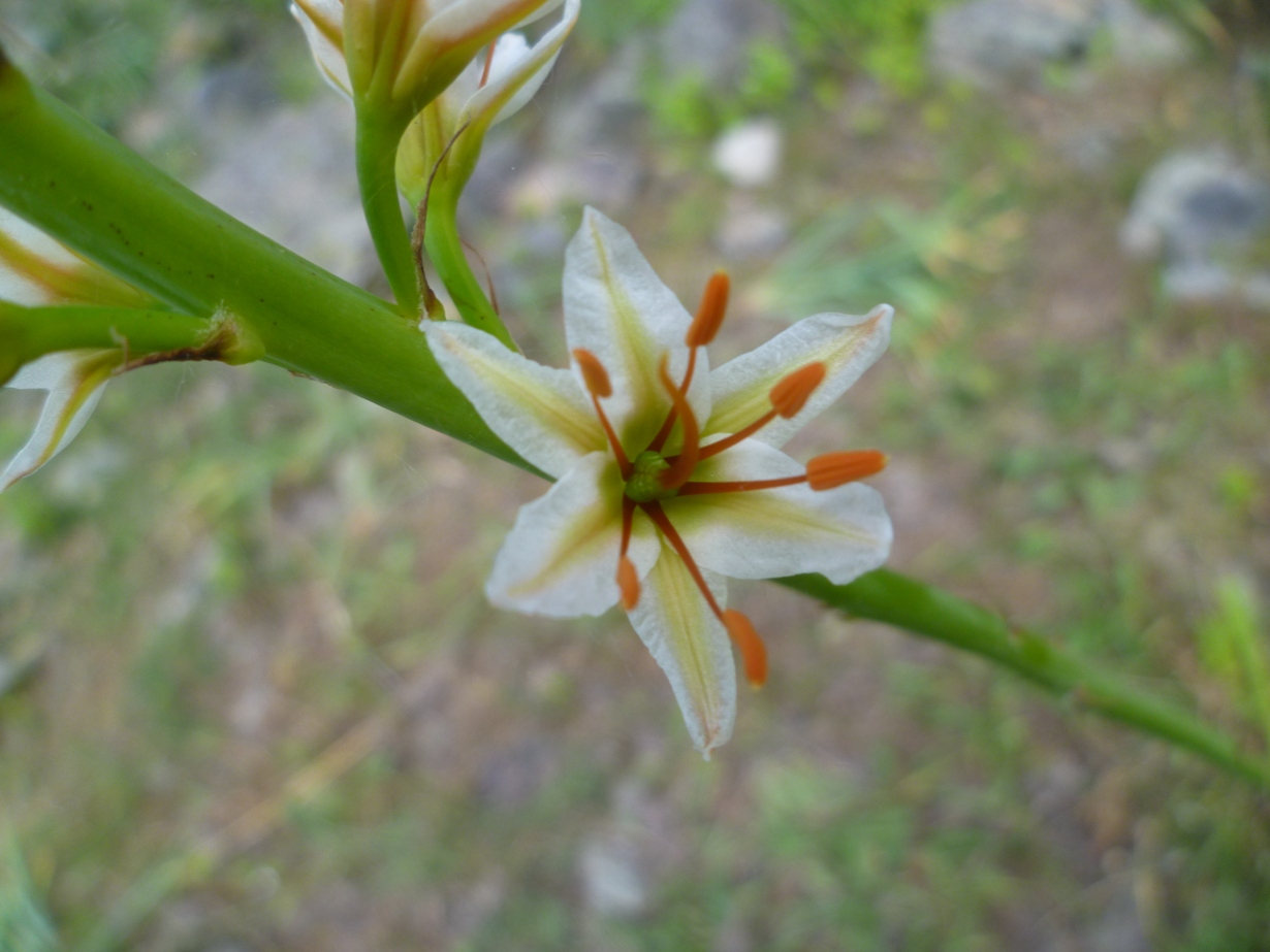 Изображение особи Eremurus tadshikorum.