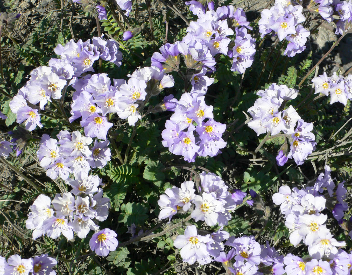 Image of Polemonium boreale specimen.