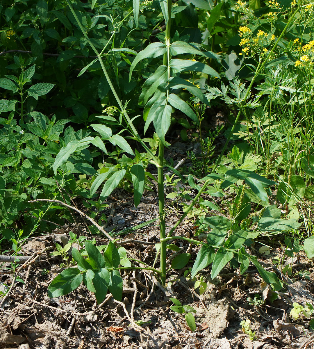 Изображение особи Sium latifolium.