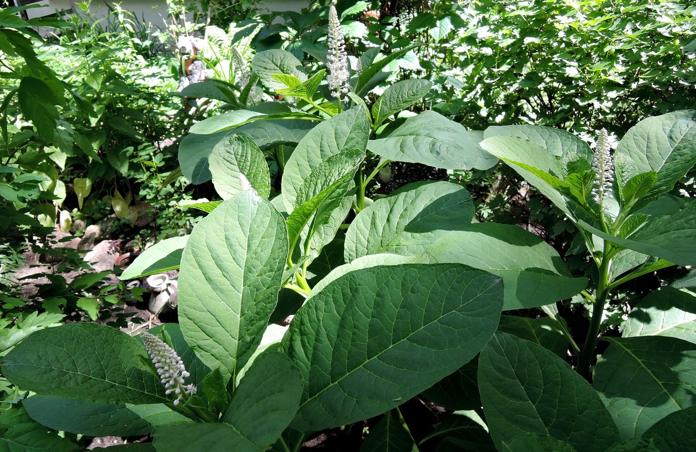 Image of Phytolacca acinosa specimen.