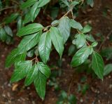 Viburnum tinus