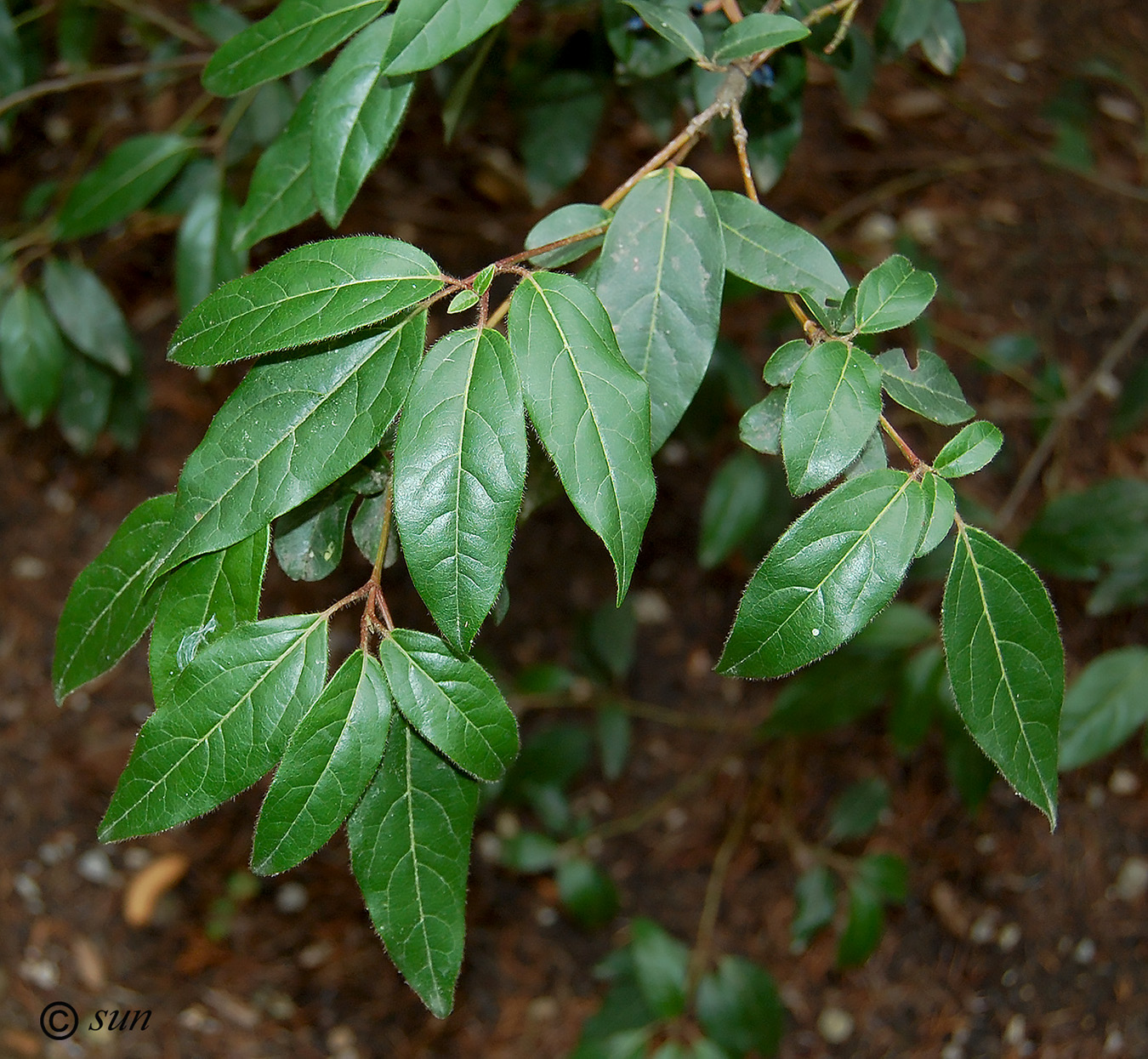 Изображение особи Viburnum tinus.