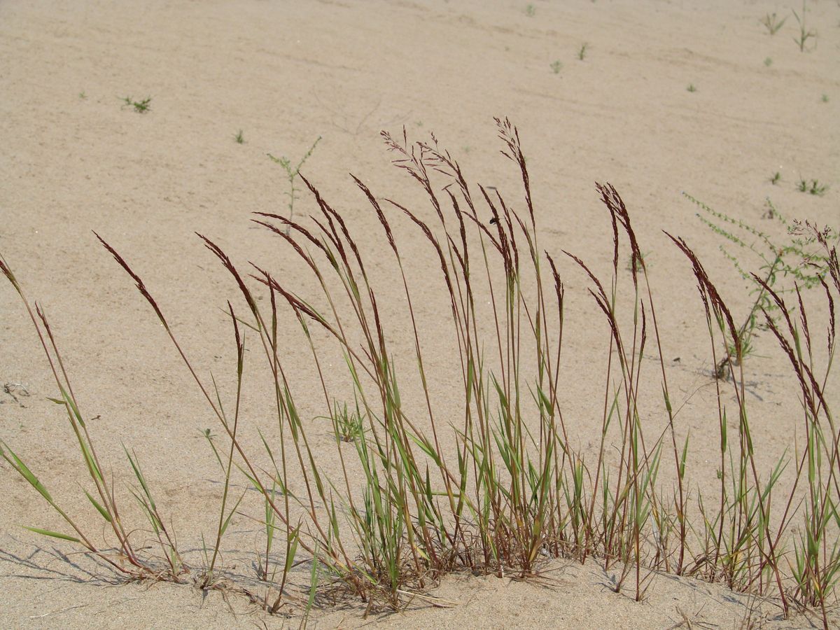 Изображение особи род Agrostis.