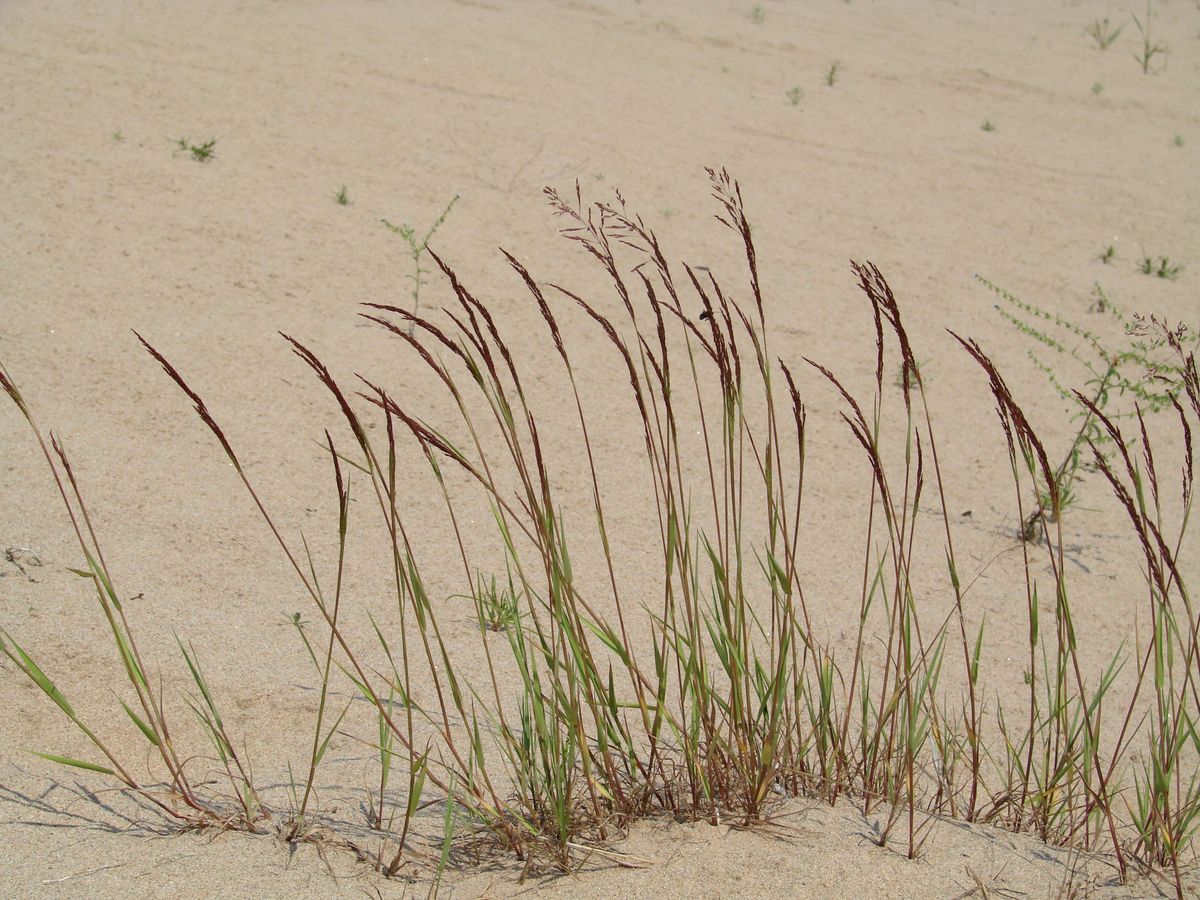 Image of genus Agrostis specimen.