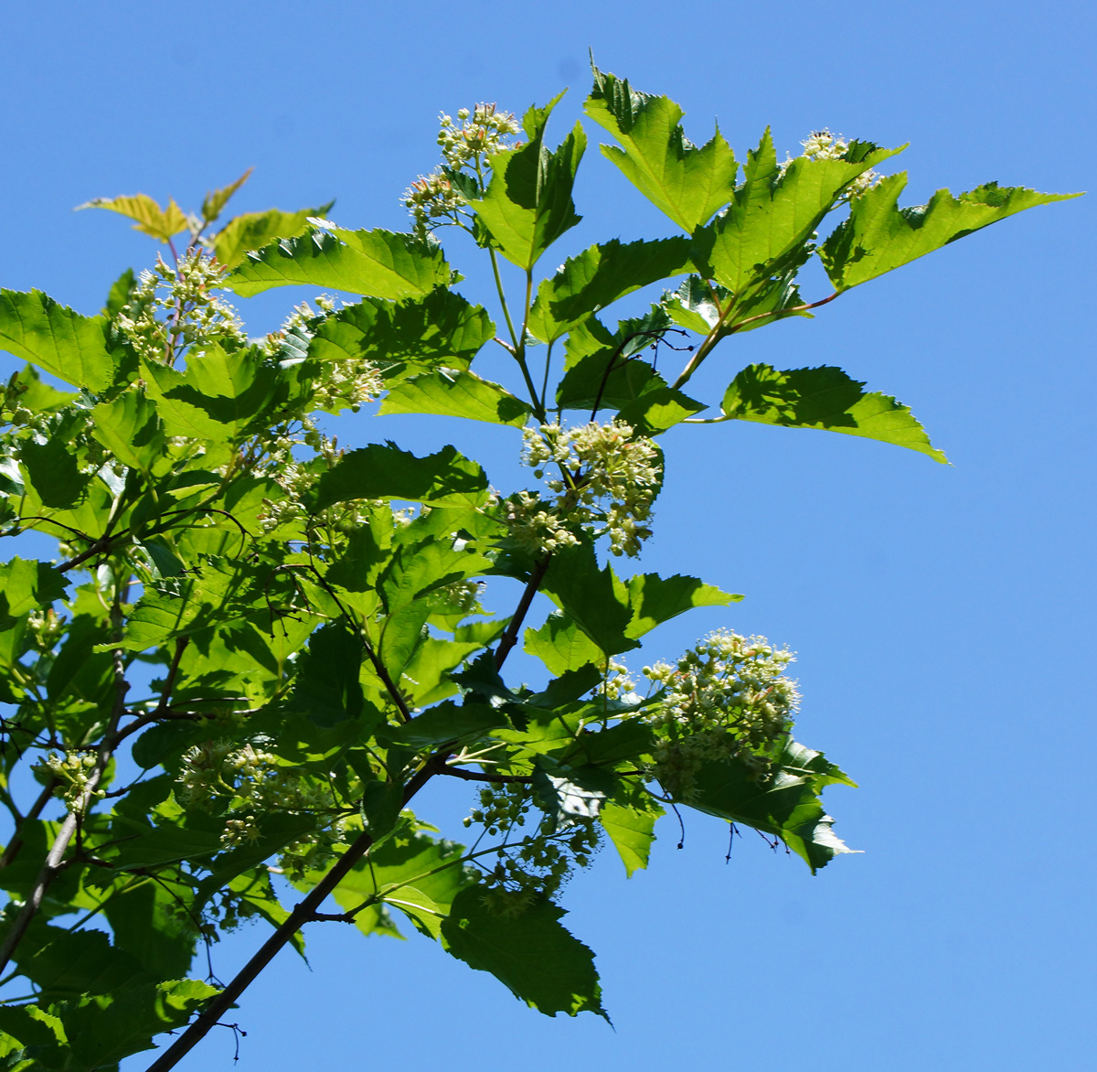 Image of Acer tataricum specimen.