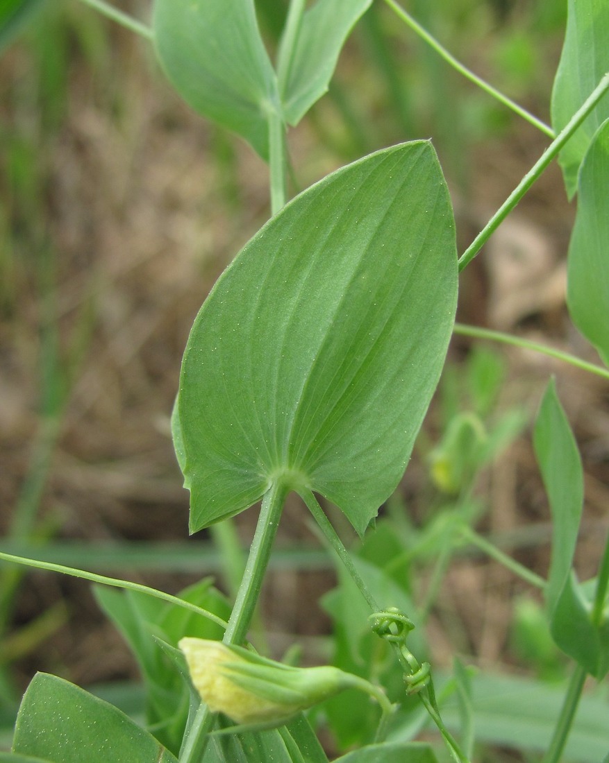 Изображение особи Lathyrus aphaca.