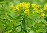 Euphorbia procera. Верхушка цветущего растения. Северная Осетия, север Осетинской равнины, правобережье р. Урсдон. 09.05.2010.