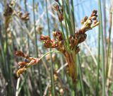 Juncus acutus