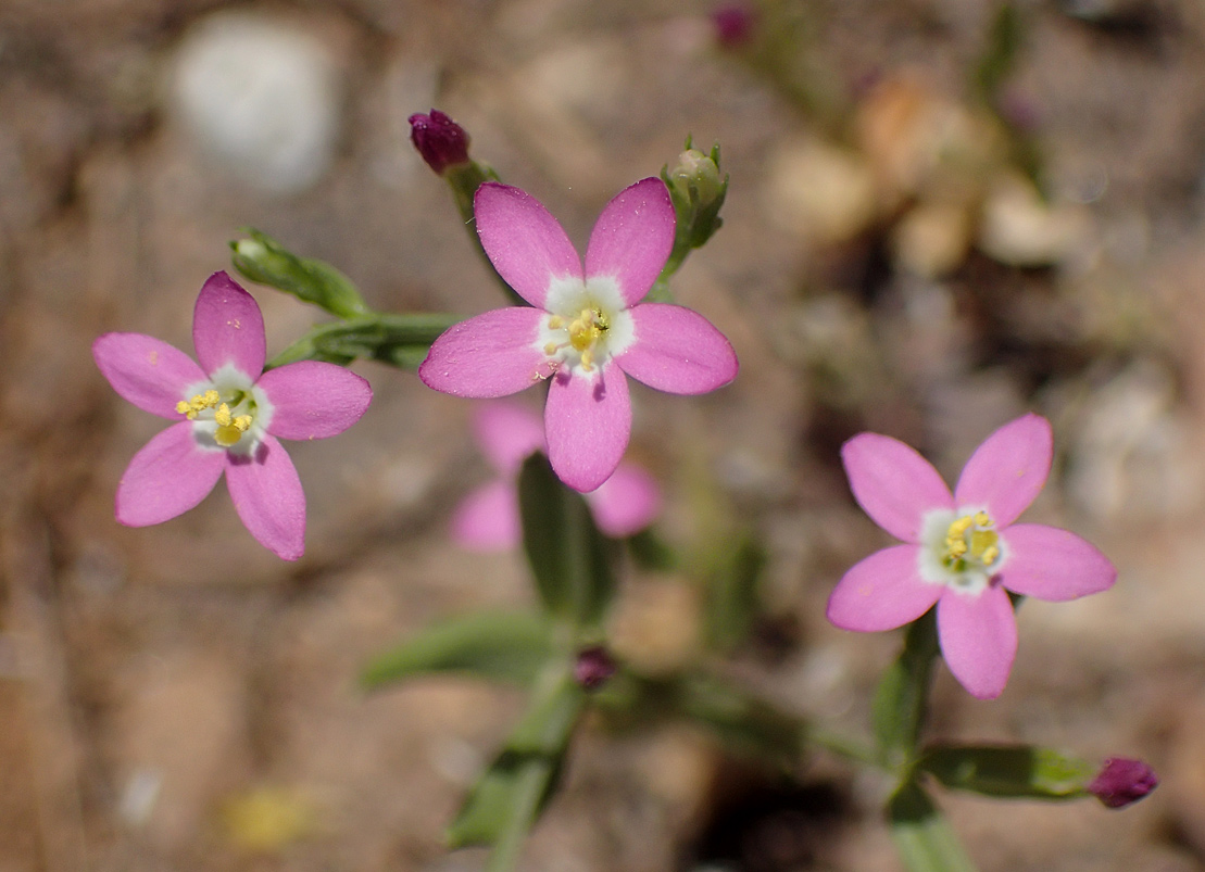 Image of Centaurium pulchellum specimen.