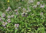 Thymus marschallianus