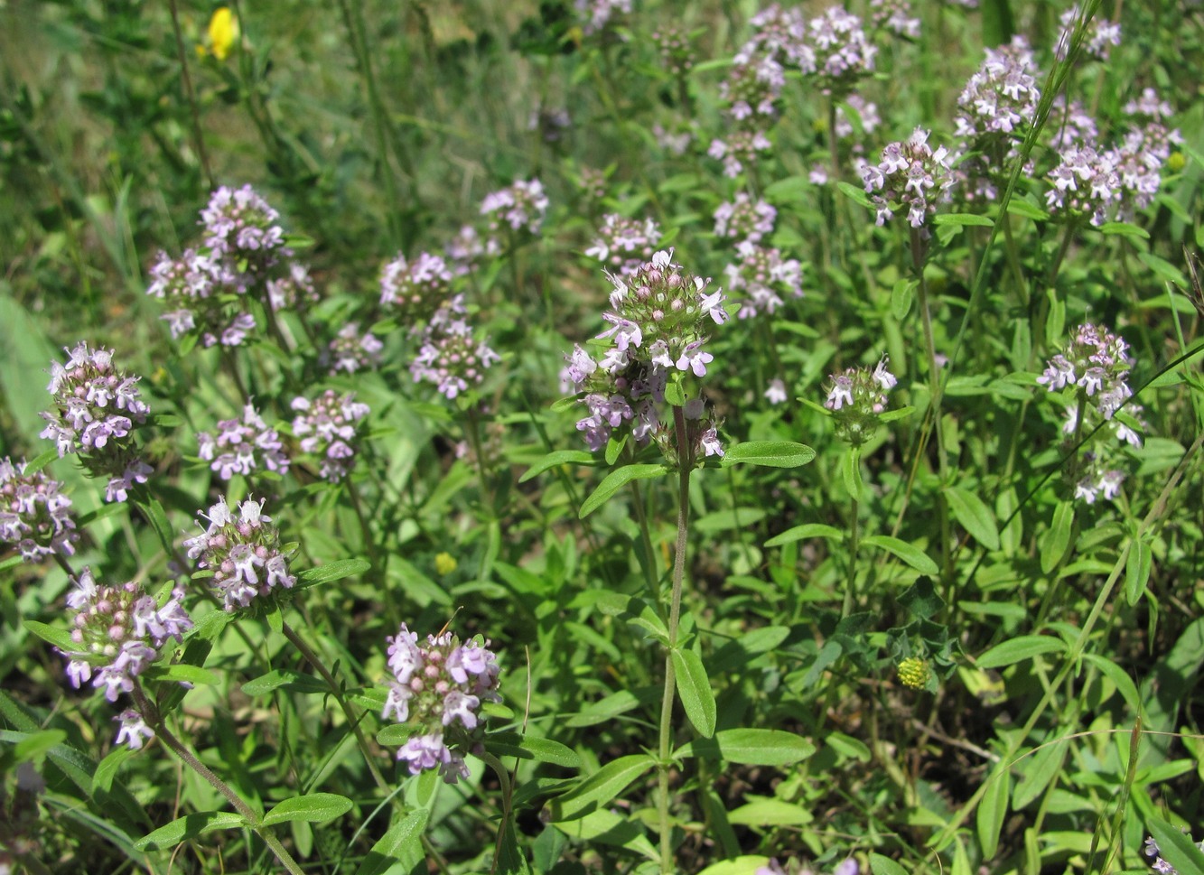 Изображение особи Thymus marschallianus.