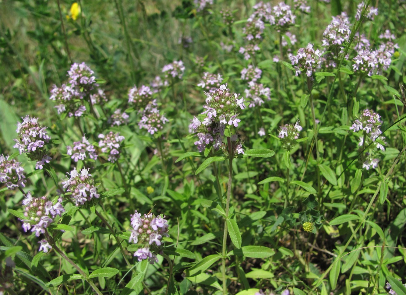 Image of Thymus marschallianus specimen.