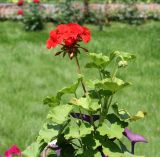 Pelargonium hortorum. Верхушка растения с нераскрывшимся и раскрывающимся соцветиями. Казахстан, Восточно-Казахстанская обл., г. Усть-Каменогорск, Архитектурно-ландшафтный музей-заповедник, в культуре. 18.07.2012.
