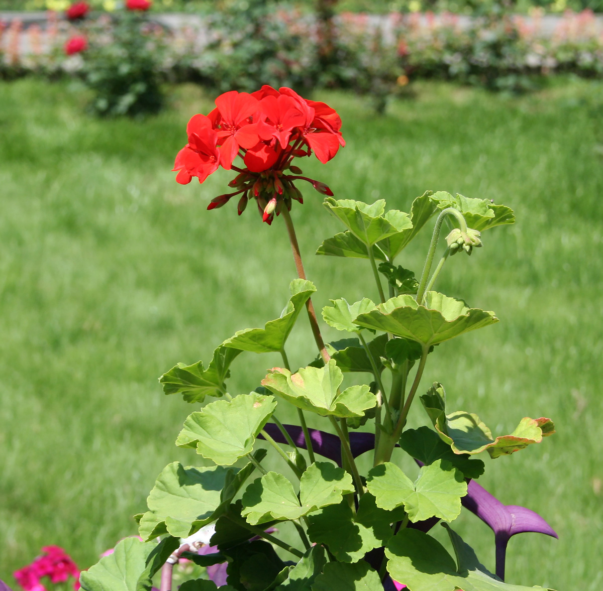 Image of Pelargonium hortorum specimen.