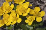 Caltha palustris