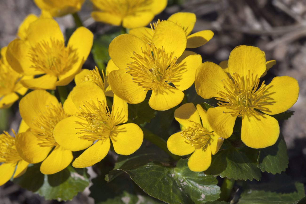 Image of Caltha palustris specimen.