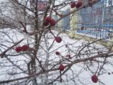 Изображение особи. Автор - Вадим Рыбаков