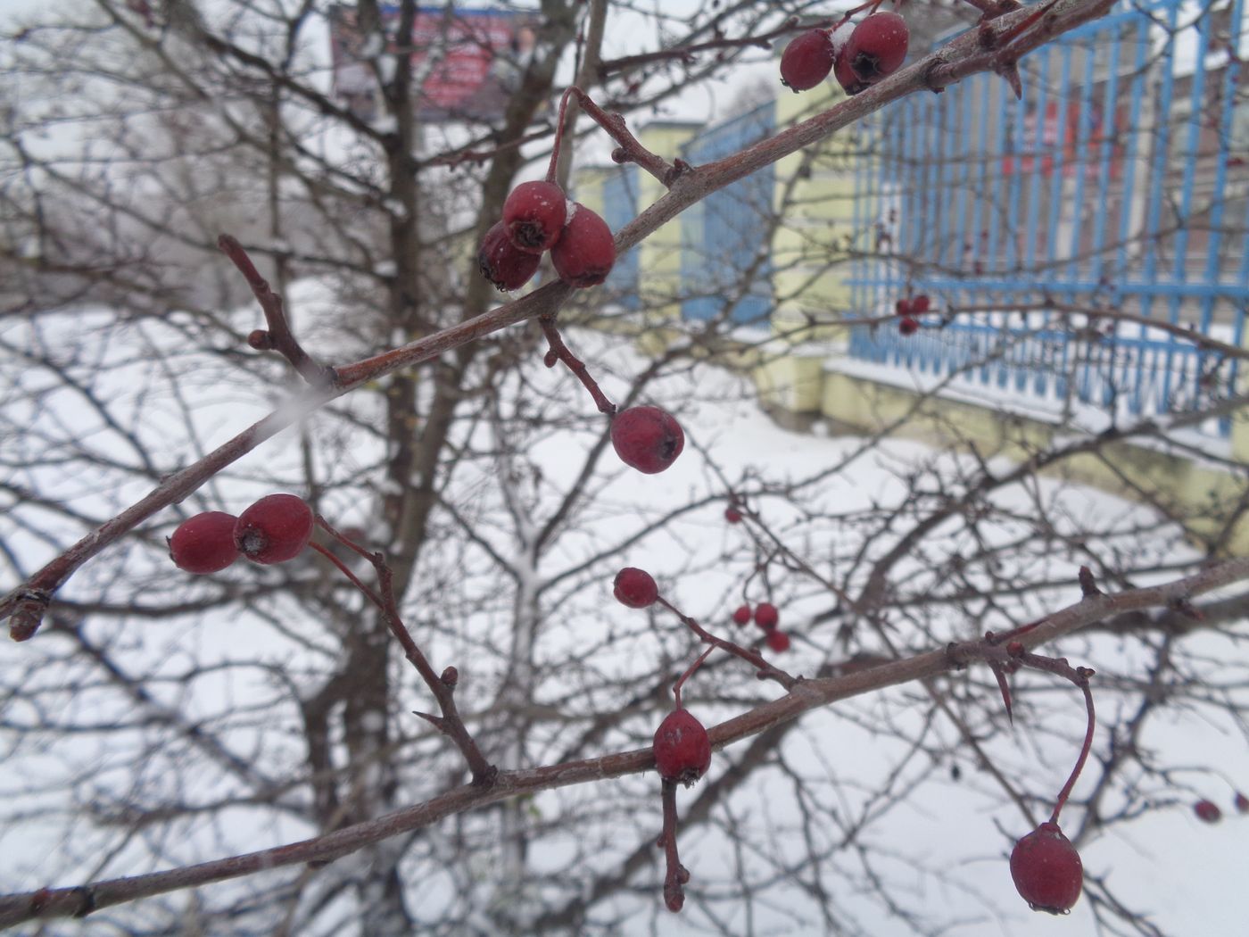 Изображение особи род Crataegus.