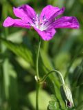 Geranium palustre. Элементарное соцветие. Ленинградская обл., Лужский р-н, окр. д. Кемка, заболоченный луг в притеррасной пойме среднего уровня. 19.06.2010.