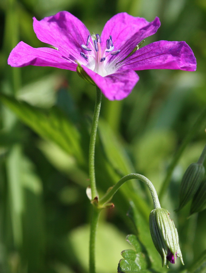 Изображение особи Geranium palustre.