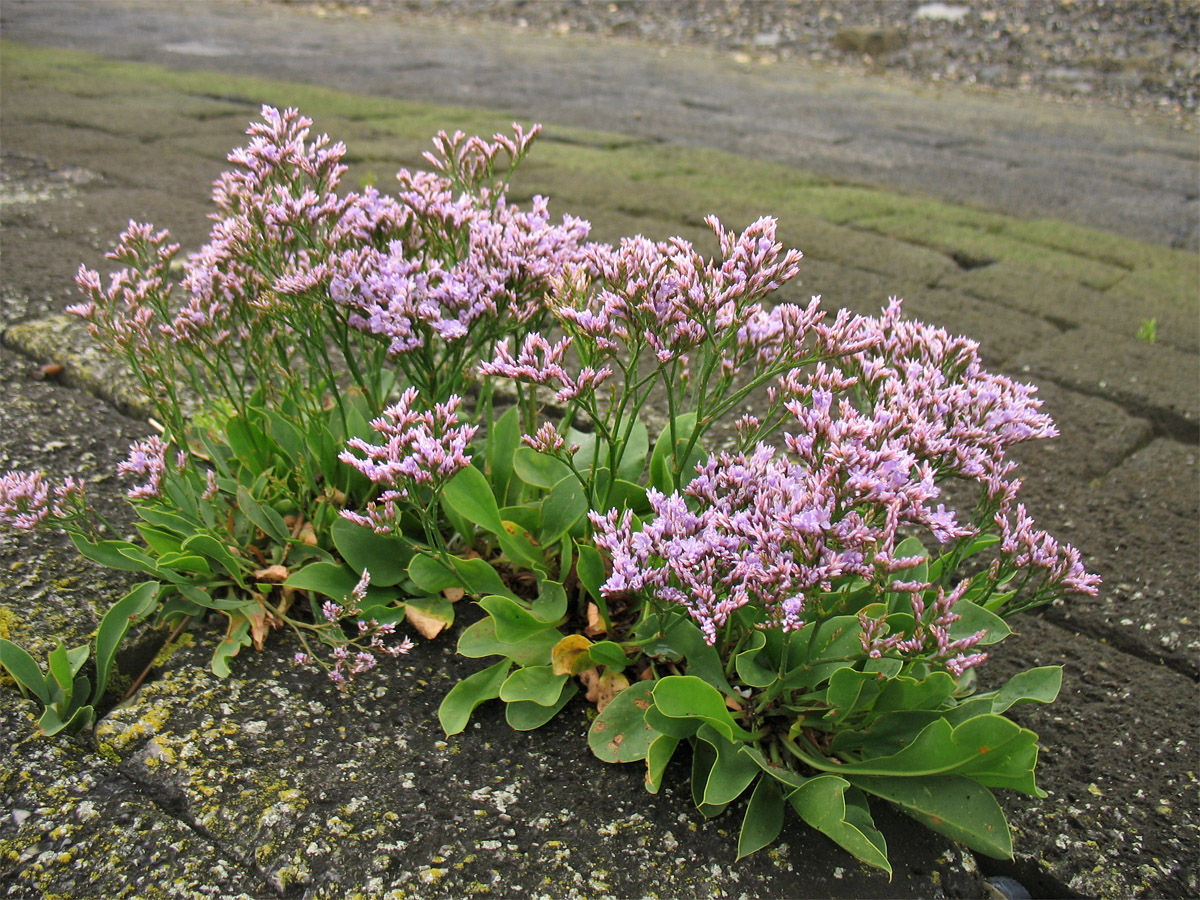 Изображение особи Limonium vulgare.