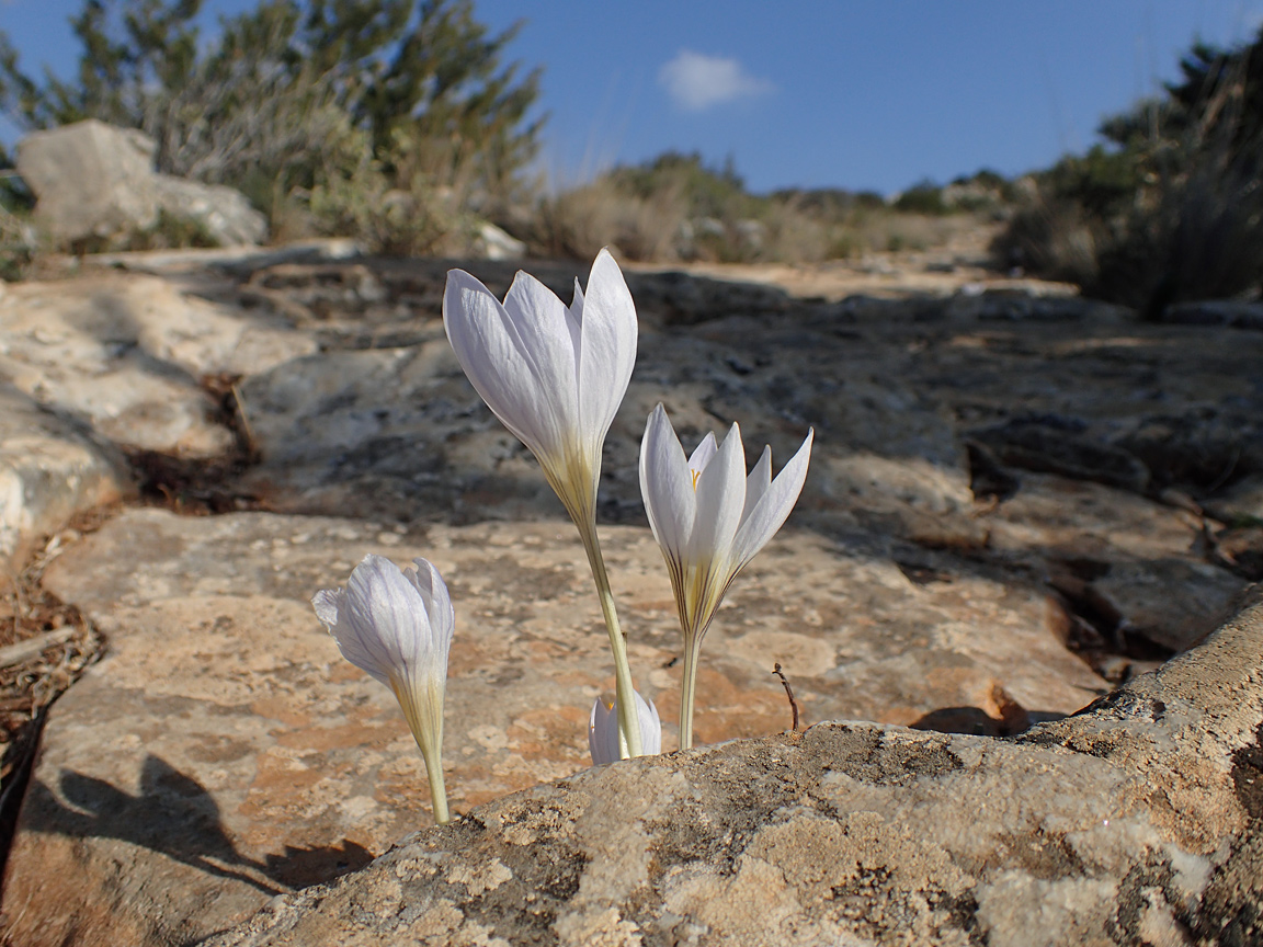 Изображение особи Crocus laevigatus.