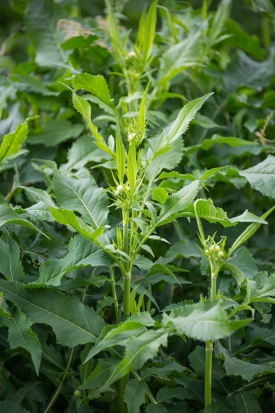 Image of Cephalaria gigantea specimen.