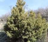 Juniperus foetidissima