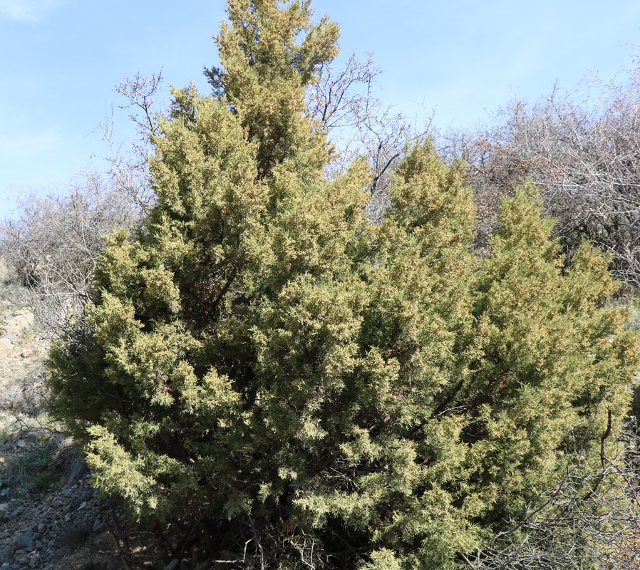 Изображение особи Juniperus foetidissima.