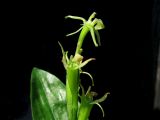 Liparis kumokiri ssp. sajanensis