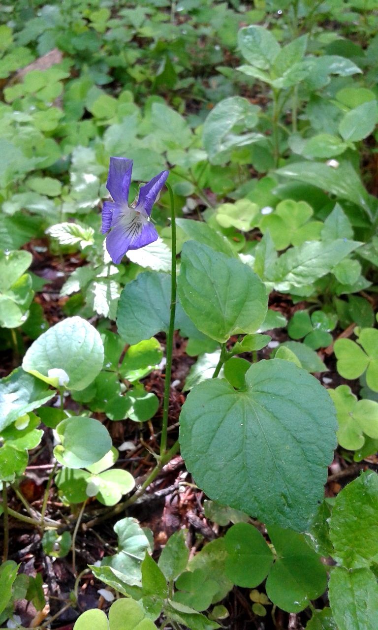 Изображение особи Viola riviniana.