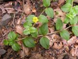 Lysimachia nemorum. Цветущее растение. Украина, Закарпатская обл., Тячевский р-н, с. Усть-Черная, подъем на гору Климова. 22.06.2010.