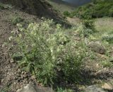 Cirsium echinus. Цветущее растение. Дагестан, Рутульский р-н, окр. с. Хлют, долина реки, обочина шоссе. 4 июня 2019 г.