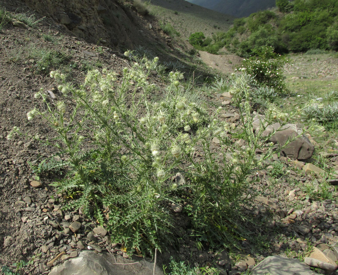 Изображение особи Cirsium echinus.