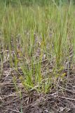 Carex flava. Плодоносящее растение. Ленинградская обл., Гатчинский р-н, окр. дер. Авколево, карьер \"Елизаветино\", зарастающий деревьями сыроватый суходольный луг. 16.06.2019.