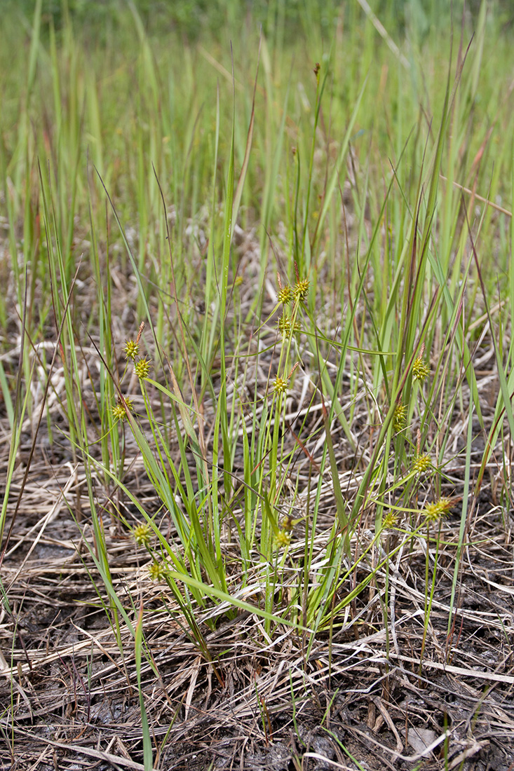 Image of Carex flava specimen.