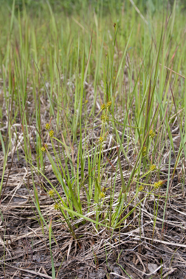 Изображение особи Carex flava.