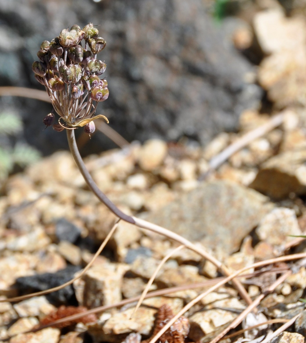 Изображение особи Allium cyprium.